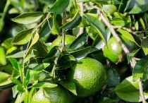 从一颗柑到“软黄金”：外籍网络达人感受侨乡江门产业新篇